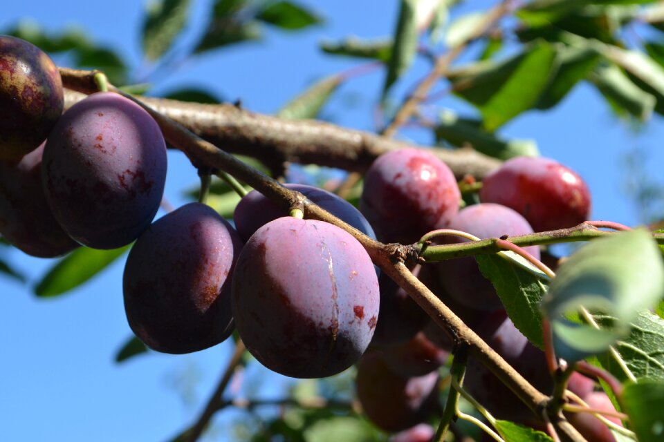 Cultivation plums organic
