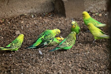 Parrot bird budgie photo