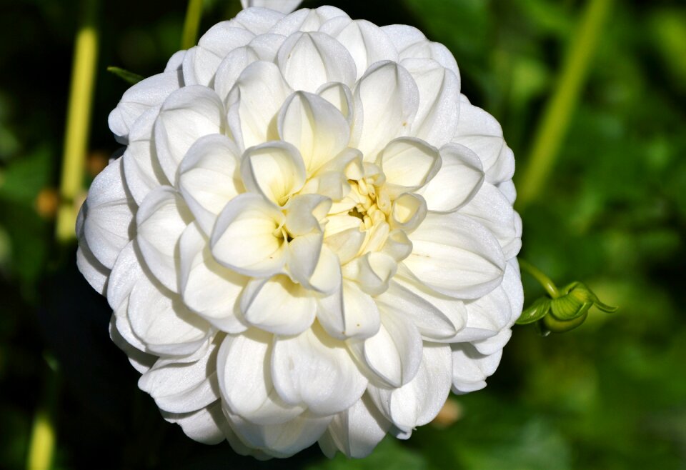 Dahlia garden garden plant blossom