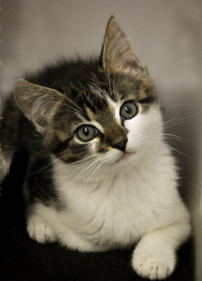 Animal welfare young cat kitten
