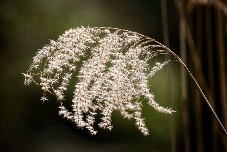 Grass of the pampa shadow reed