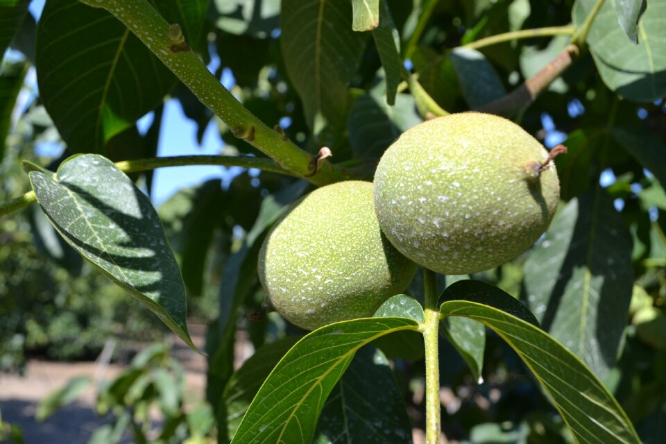 Cultivation nuts organic