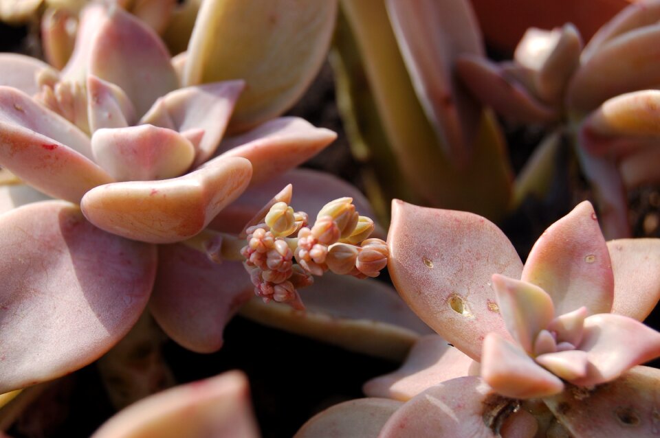 Bloom succulent plant graptopetalum