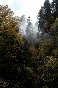 Plants forest nature