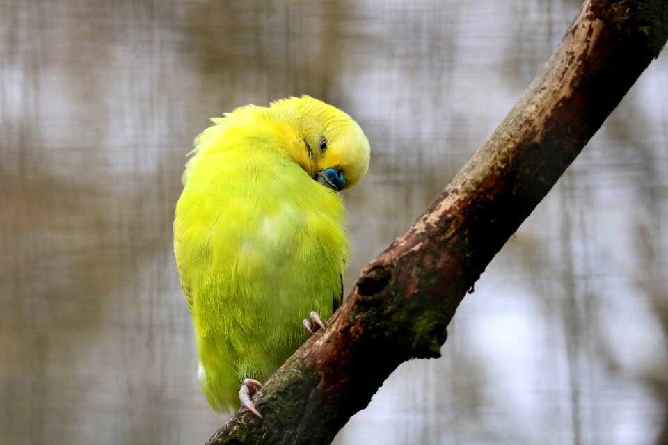 Wing parrot feather