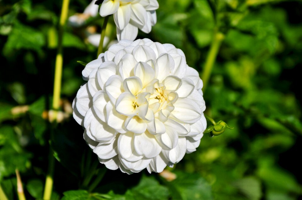 Dahlia garden garden plant blossom