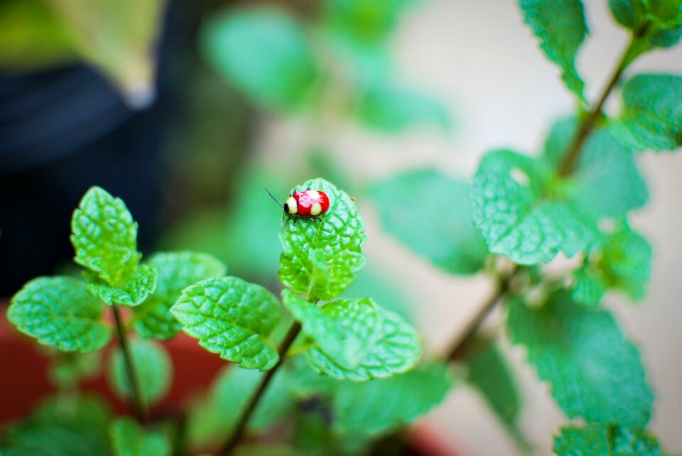 Beetle plant garden