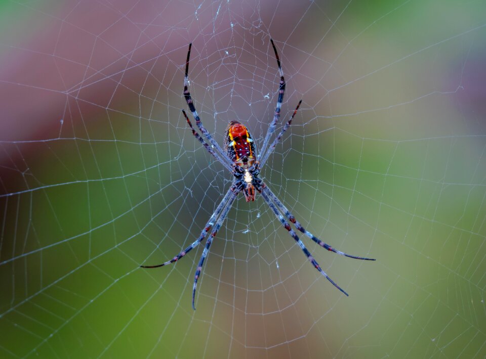 Australia insect trap photo