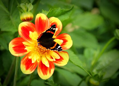 Blossom bloom beautiful flower photo