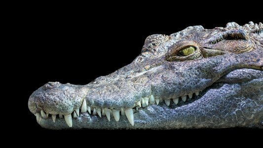 Philippines crocodile reptile animal