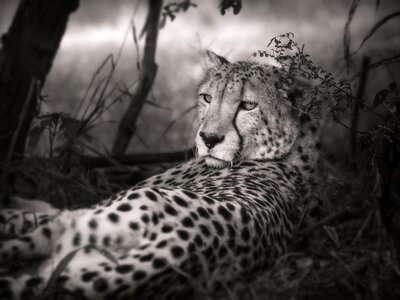 Big cat safari south africa photo
