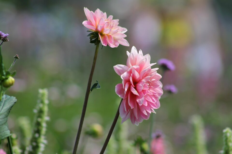 Nature flower flowers