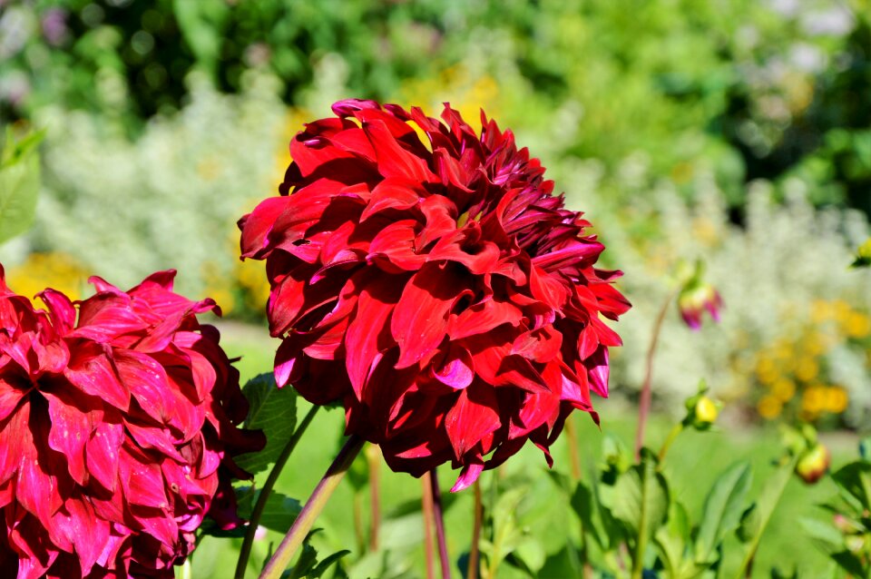 Dahlia garden garden plant blossom
