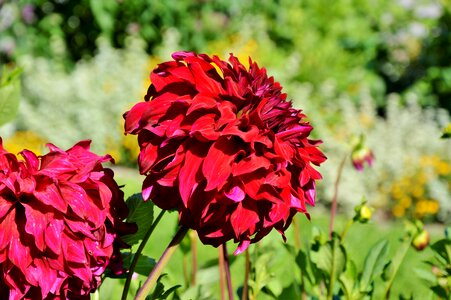 Dahlia garden garden plant blossom