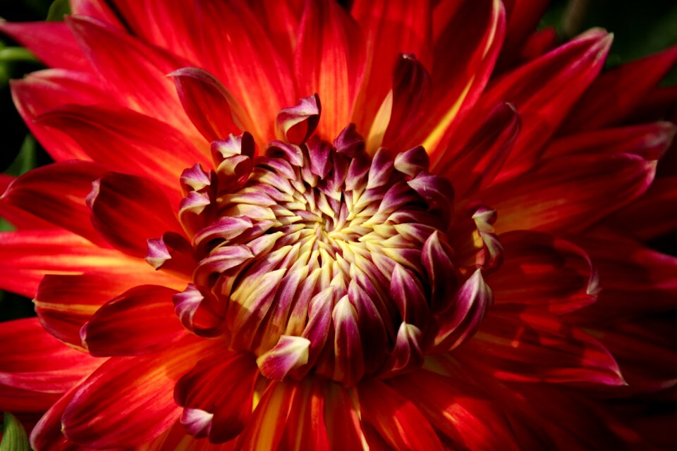 Blossom bloom macro