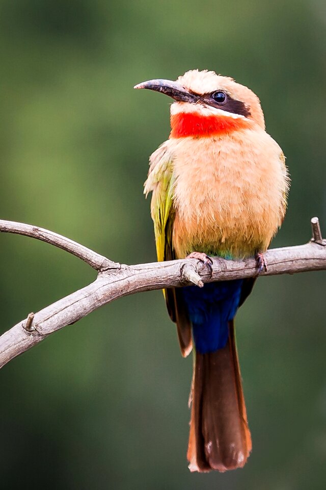 Portrait perched branch
