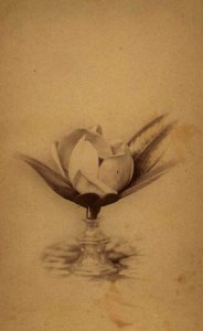 Magnolia, photograph by H. L. Chase, Mission Houses Museum Archives