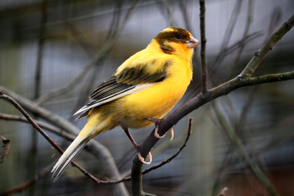 Birds animal close up