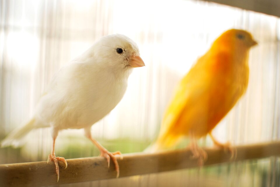 Nature birdie animals