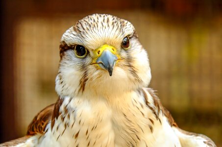 Raptor bird of prey plumage