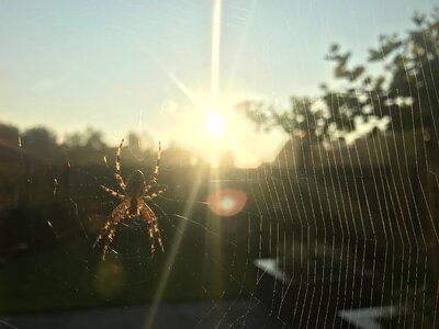 Spider web spiders cobweb photo