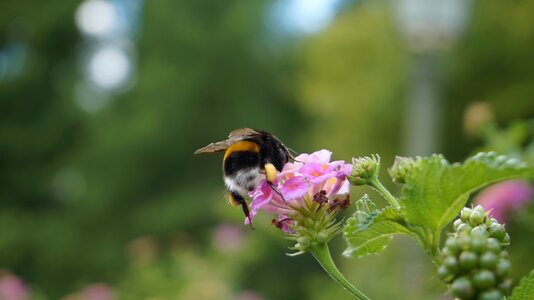 Flower bee plant