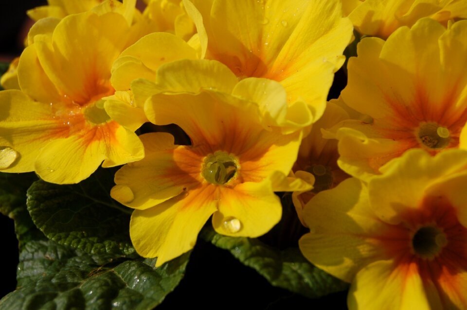 Flower nature cowslip