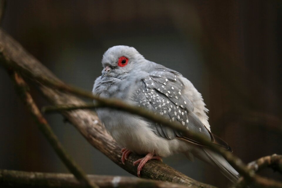 Animal wing dove