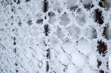 Macro winter frost photo