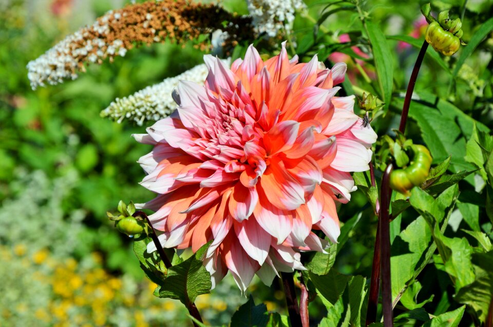Dahlia garden garden plant blossom