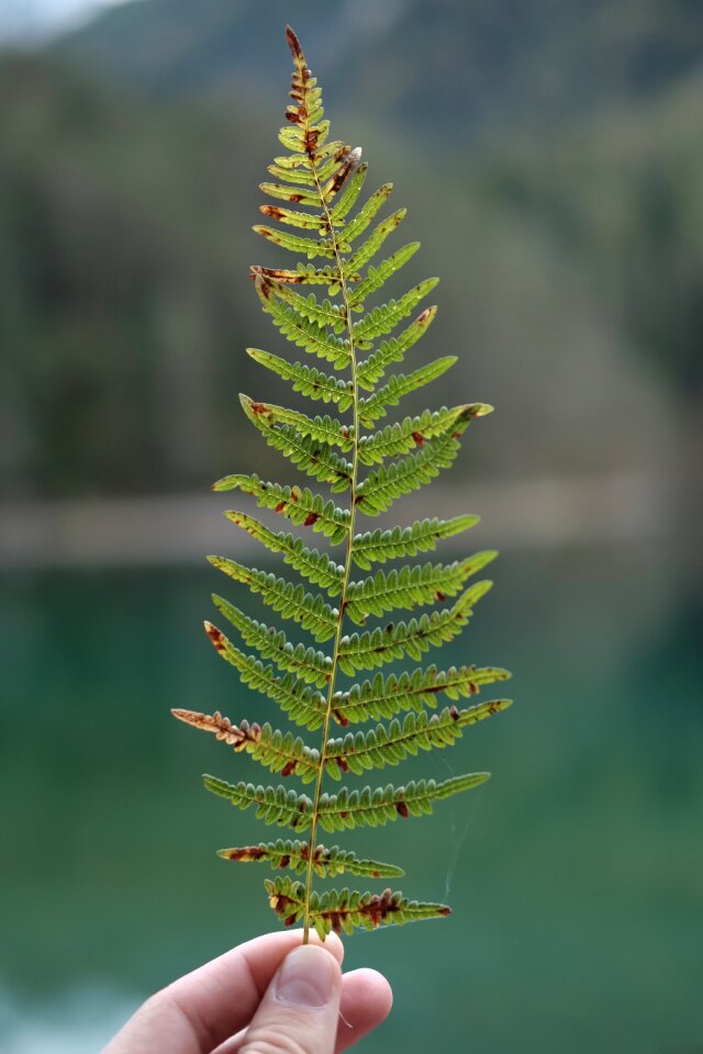 Green plant nature