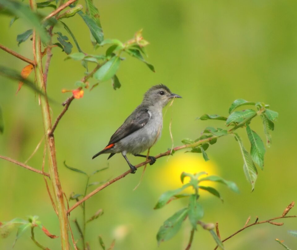 Outdoors animal little