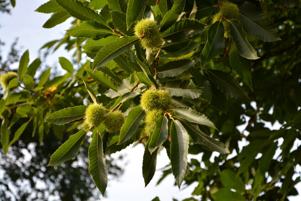 Green spice shell thorny