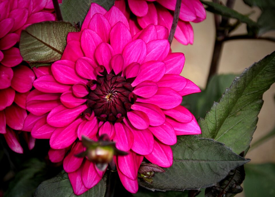 Blossom bloom dahlia photo