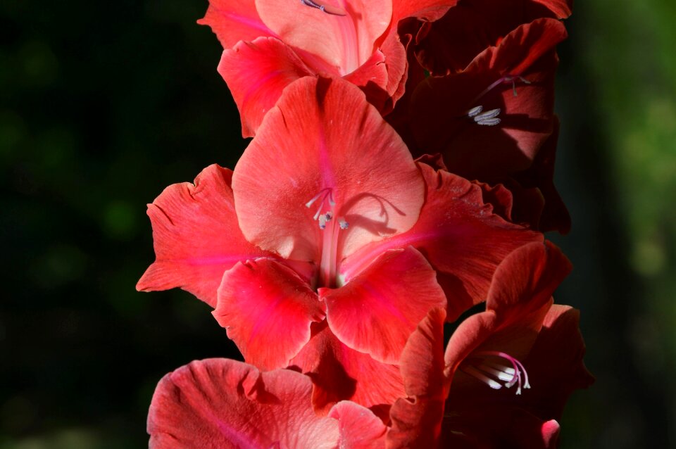 Sword flower blossom bloom