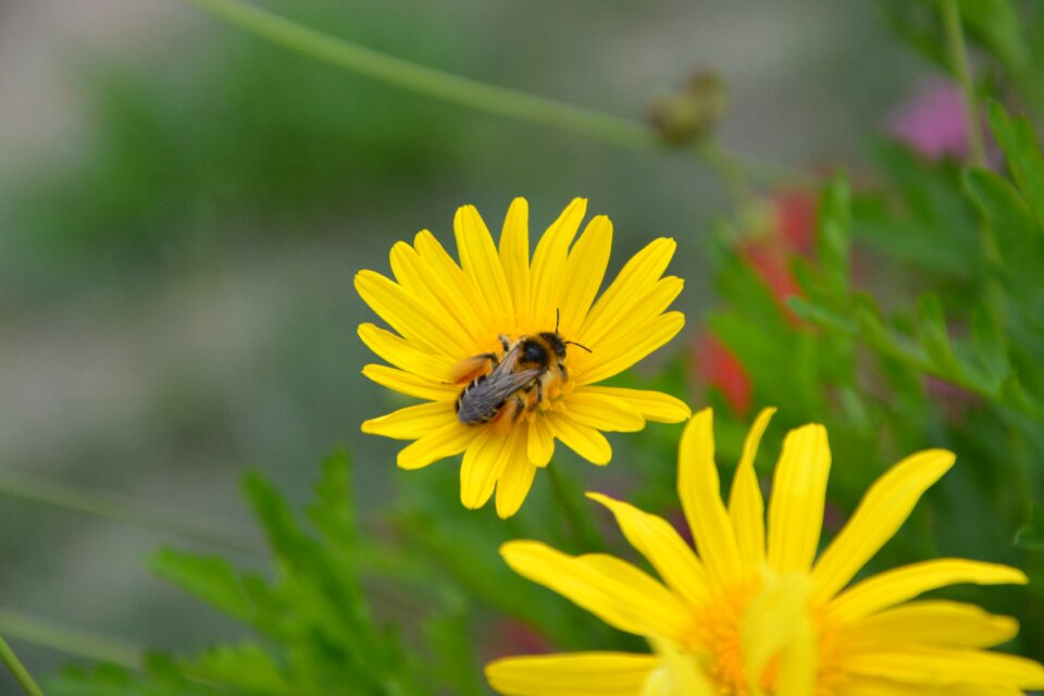 Nature forage honeybee