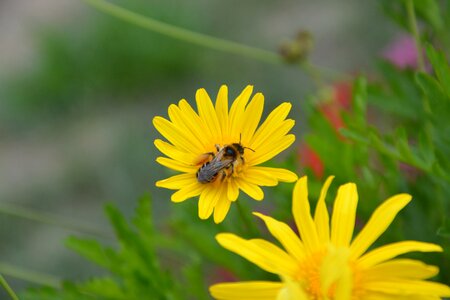 Nature forage honeybee