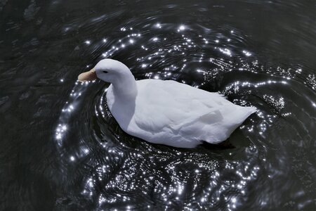 Lake pond river photo