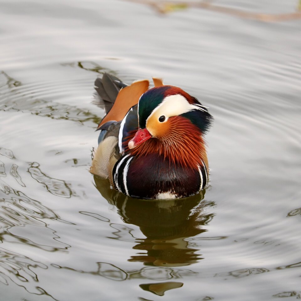 Poultry water bird waters