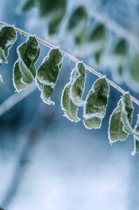 Frost cold bloom