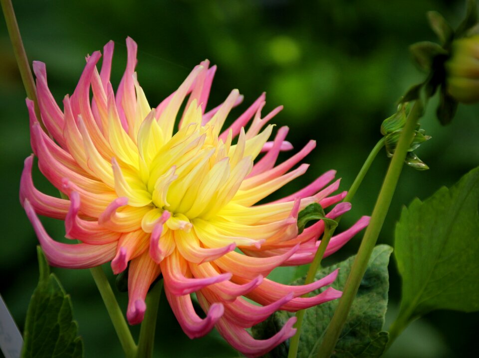 Blossom bloom beautiful flower