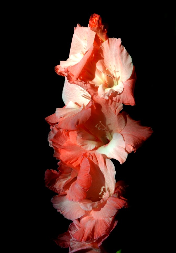 Sword flower blossom bloom