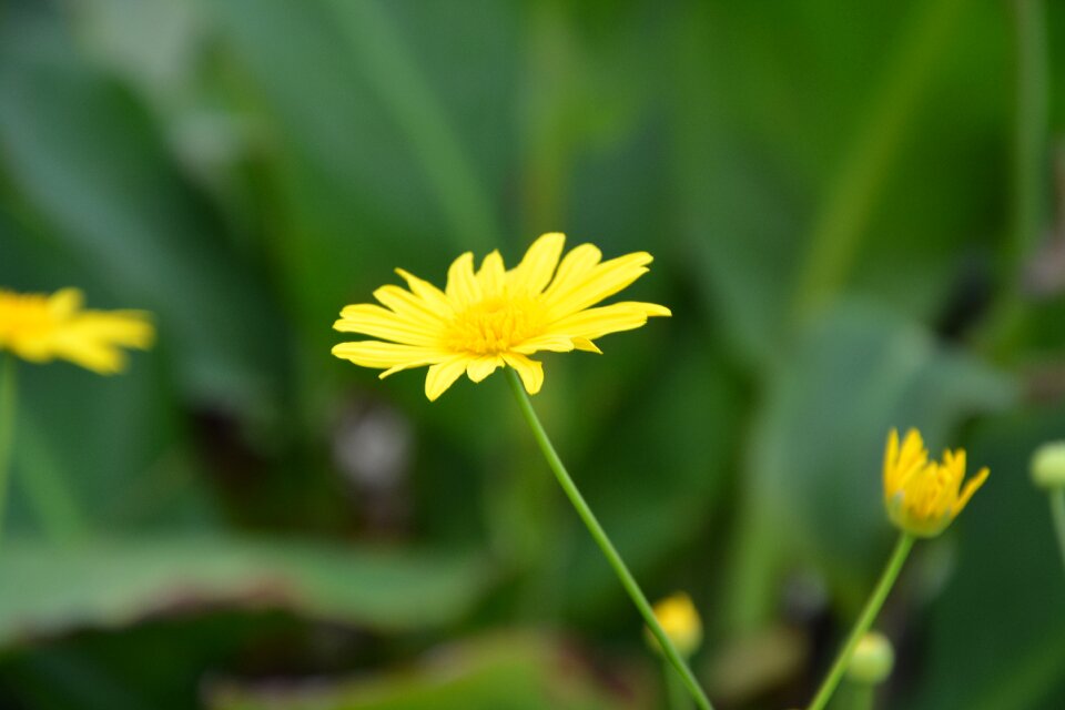 Yellow flowers nature plant