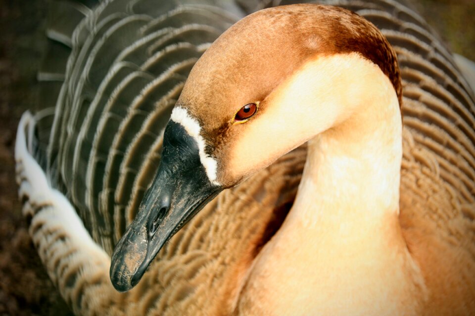Animal wild elegant