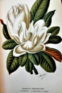 Magnolia grandiflora ill photo