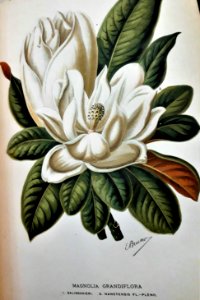Magnolia grandiflora ill