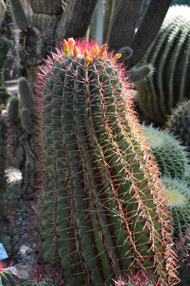 Prickly plant thorns