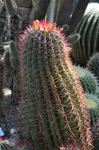 Prickly plant thorns