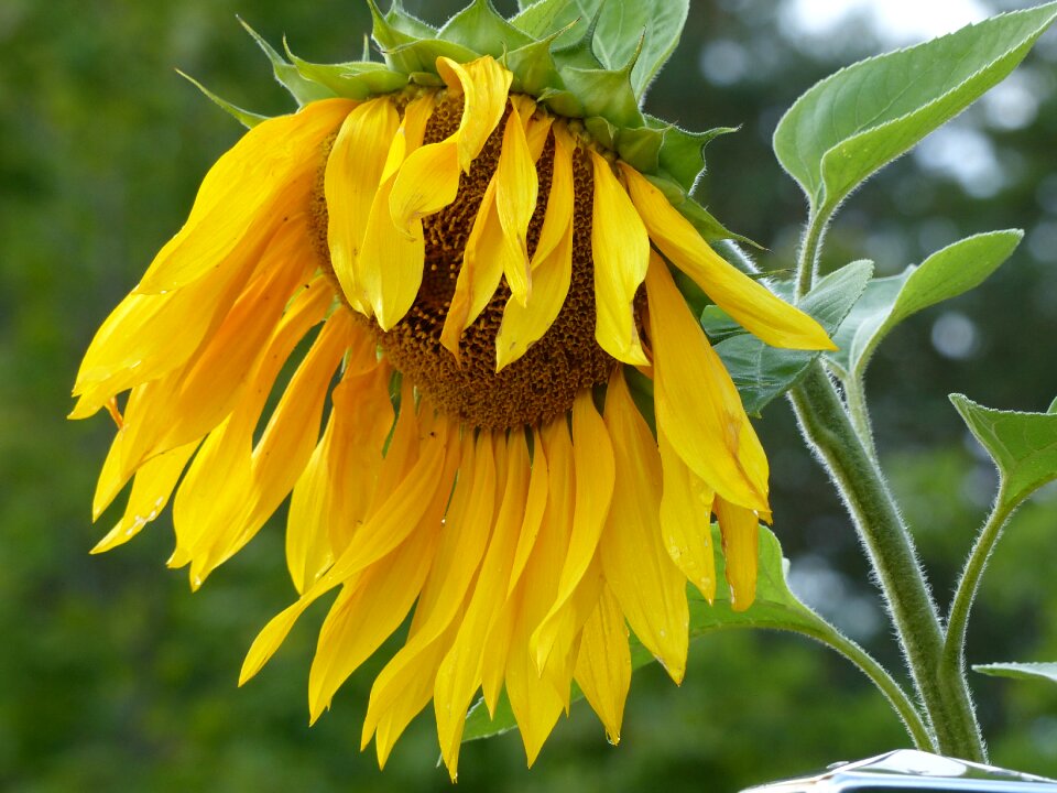 Yellow garden summer