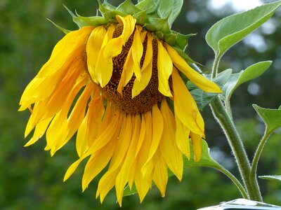 Yellow garden summer